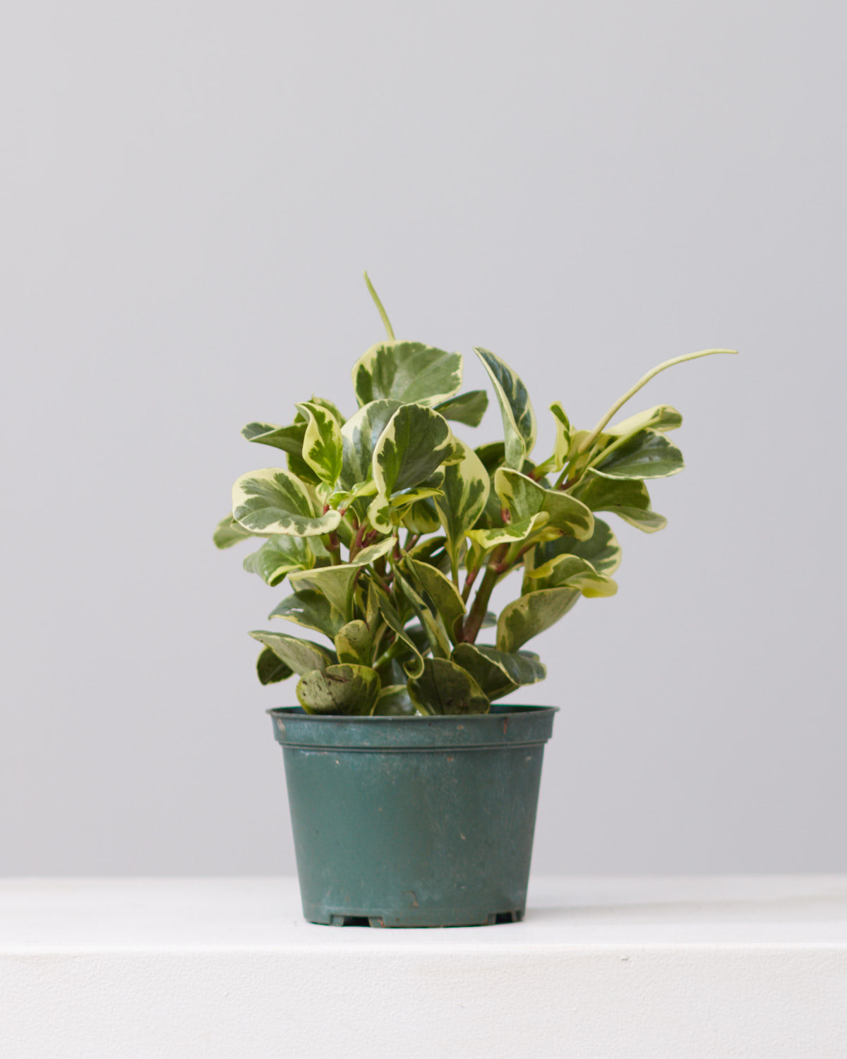 PEPEROMIA OBSTUSIFOLIA 'GOLDEN GATE' 6" Grower Pot