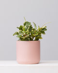 PEPEROMIA OBSTUSIFOLIA 'GOLDEN GATE' 6" Grower Pot