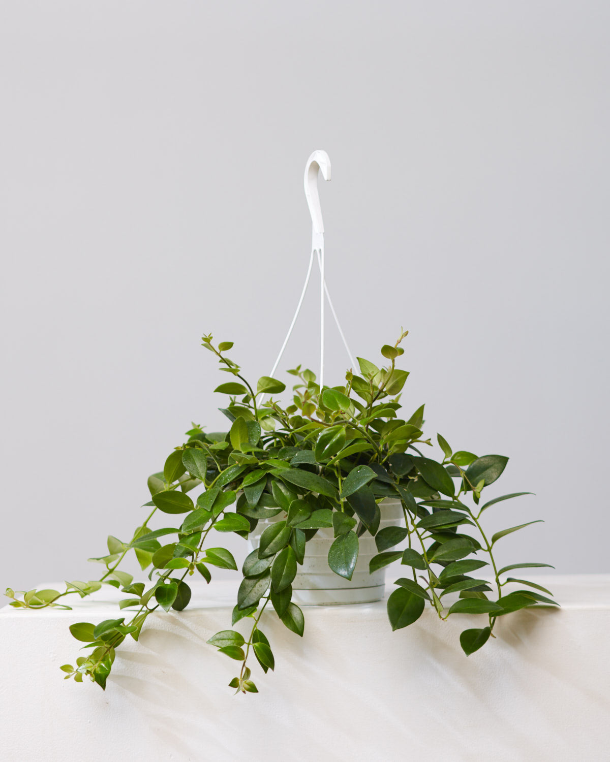 MONA LISA LIPSTICK PLANT 8" HANGING BASKET