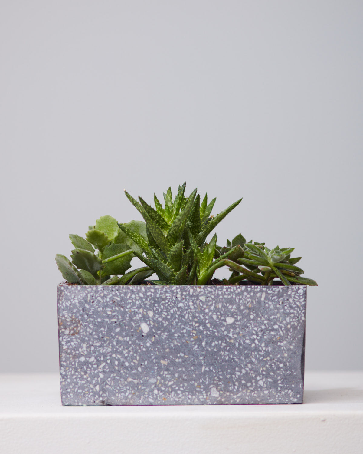 SUCCULENT TRIO! Potted in Terrazzo Planter 8.25"x4.25”x4"