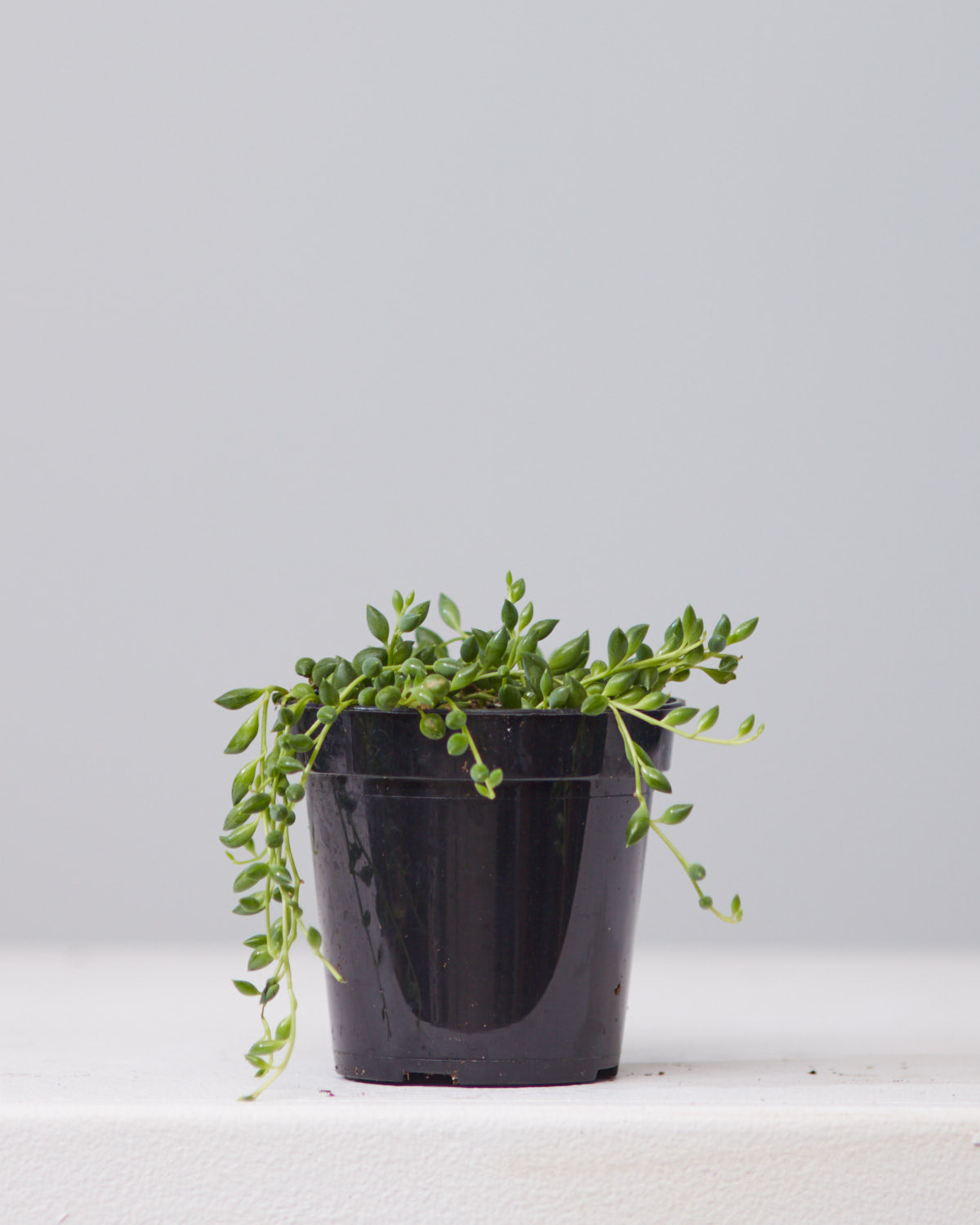 STRING OF BEADS 3.5" Grower Pot