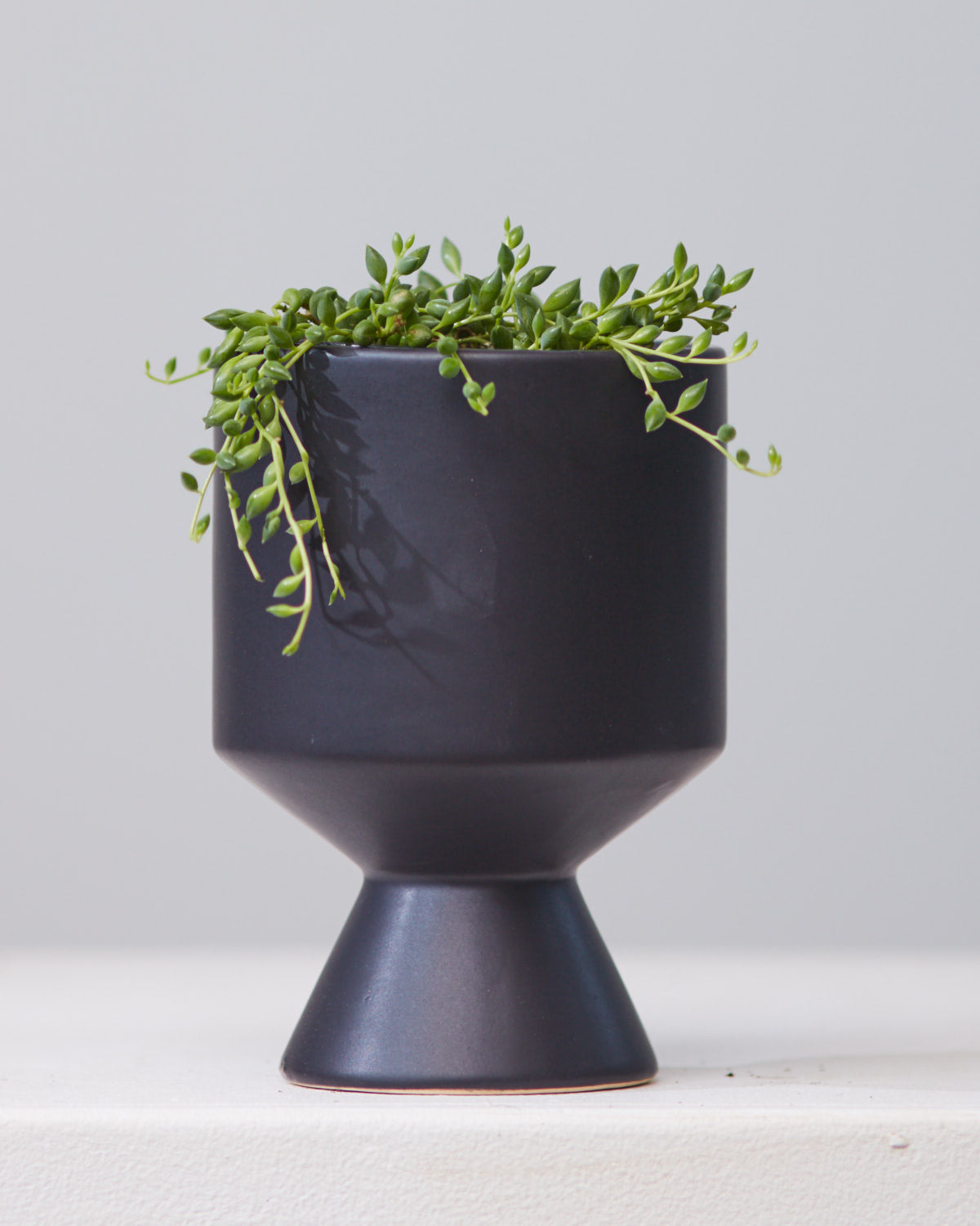STRING OF BEADS 3.5" Grower Pot