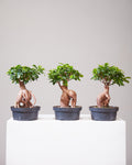 Ginseng Ficus Bonsai: Ficus retusa - 8 inch pot