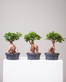  BONSAI (FICUS RETUSA) 8" Grower Pot