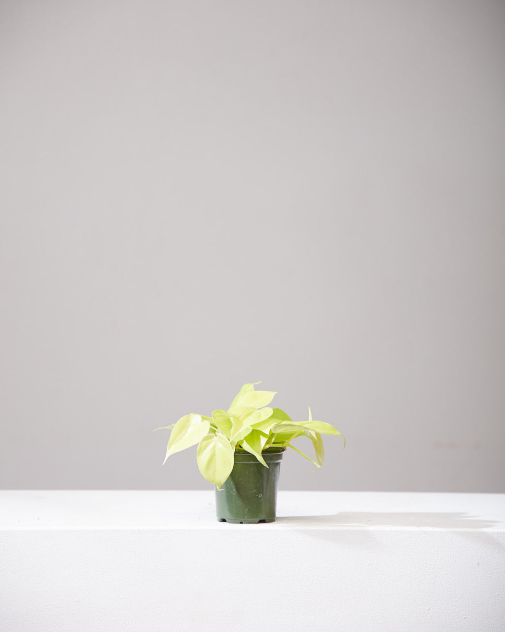 Lemon Heart Leaf: Philodendron cordatum 'Neon' - 4 inch pot