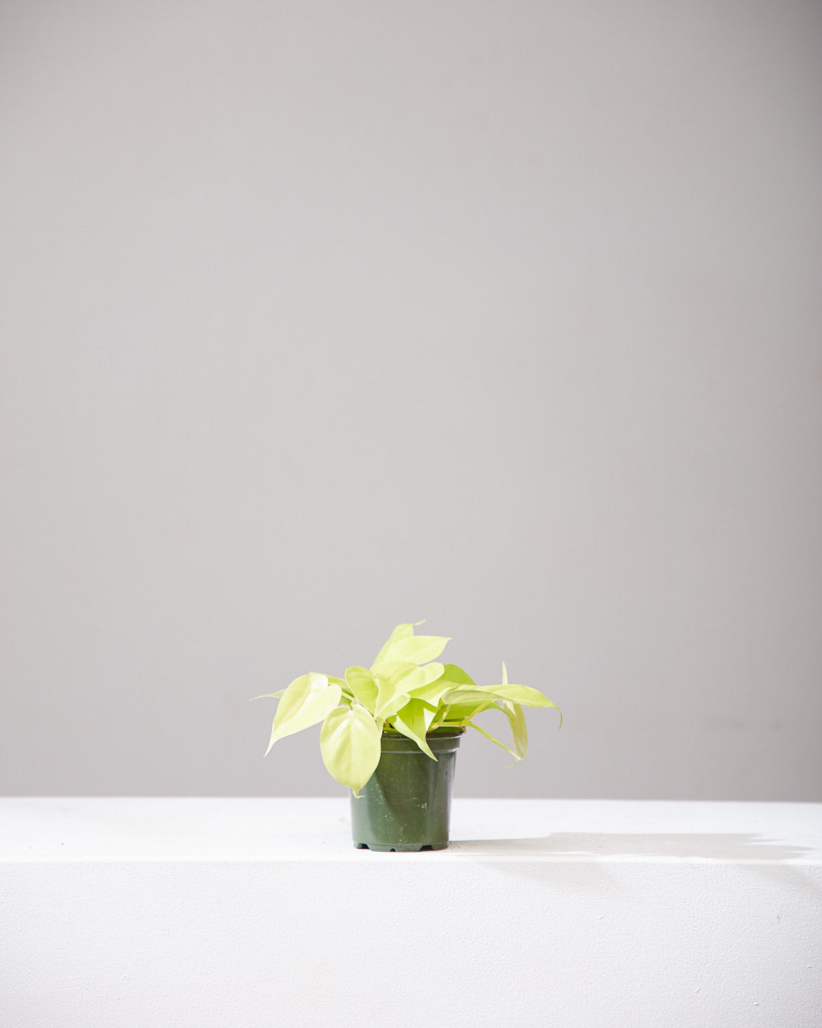 Lemon Heart Leaf: Philodendron cordatum 'Neon' - 4 inch pot