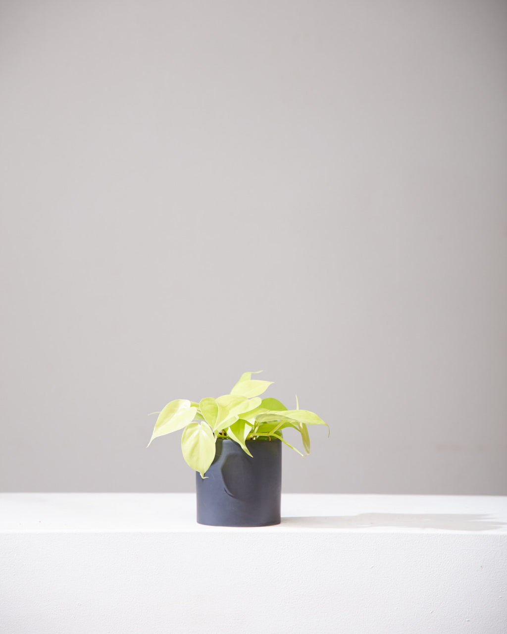 Lemon Heart Leaf: Philodendron cordatum 'Neon' - 4 inch pot