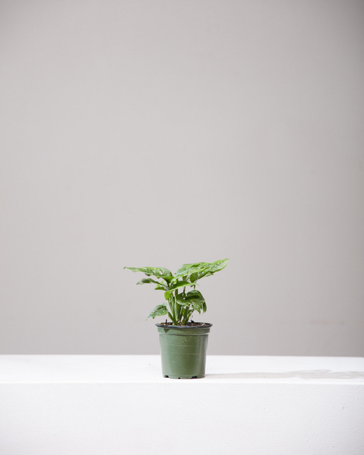 Swiss Cheese Vine: Monstera adansonii - 4 inch pot