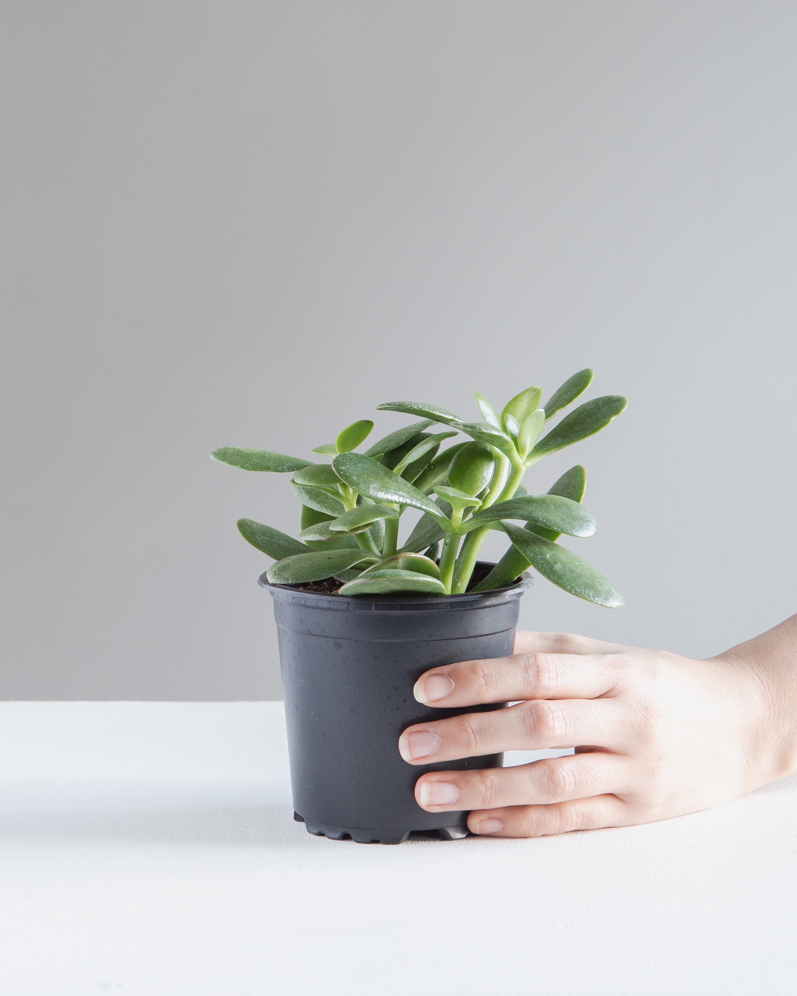 Jade Plant: Crassula ovata - 4 inch pot