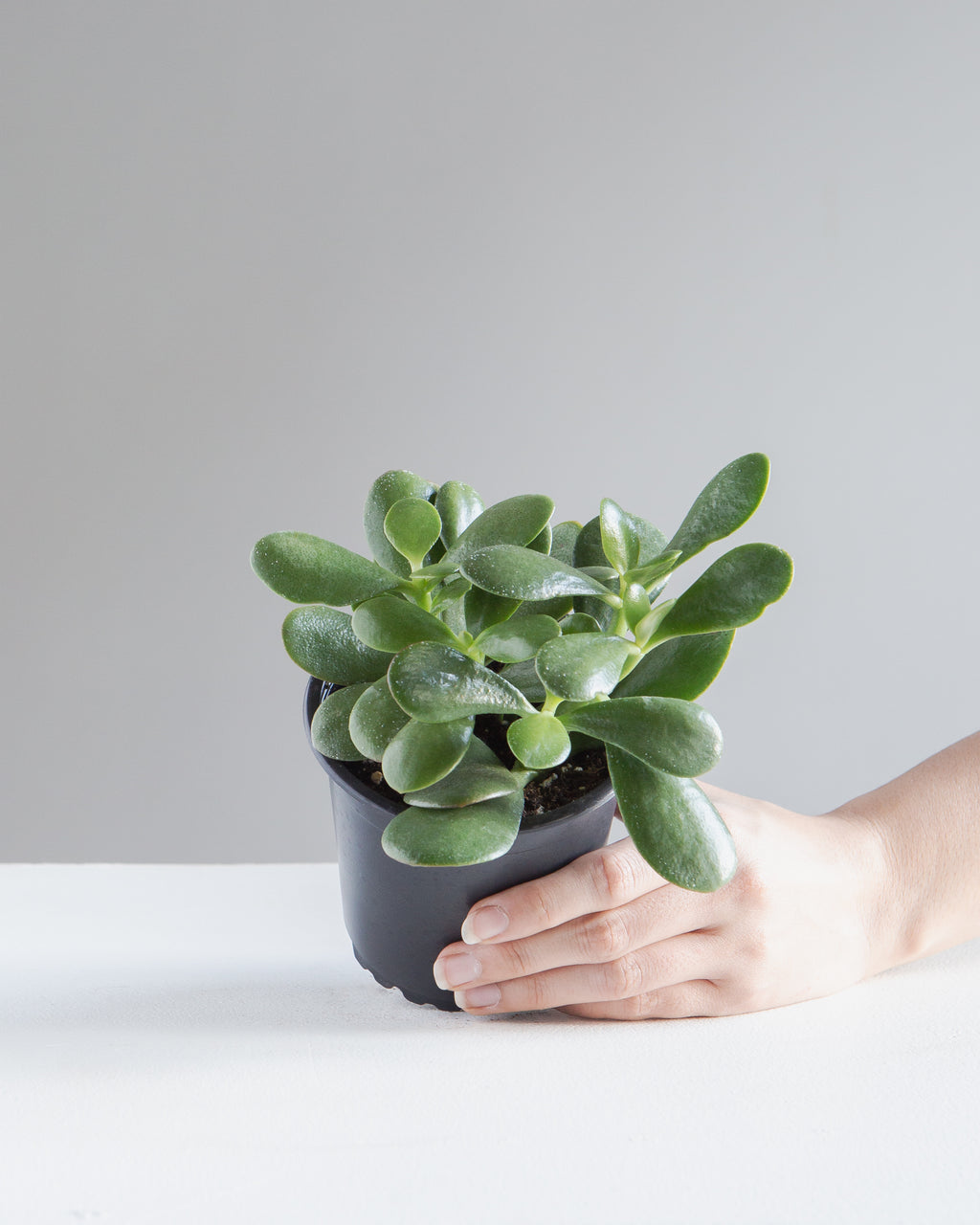 Jade Plant: Crassula ovata - 4 inch pot
