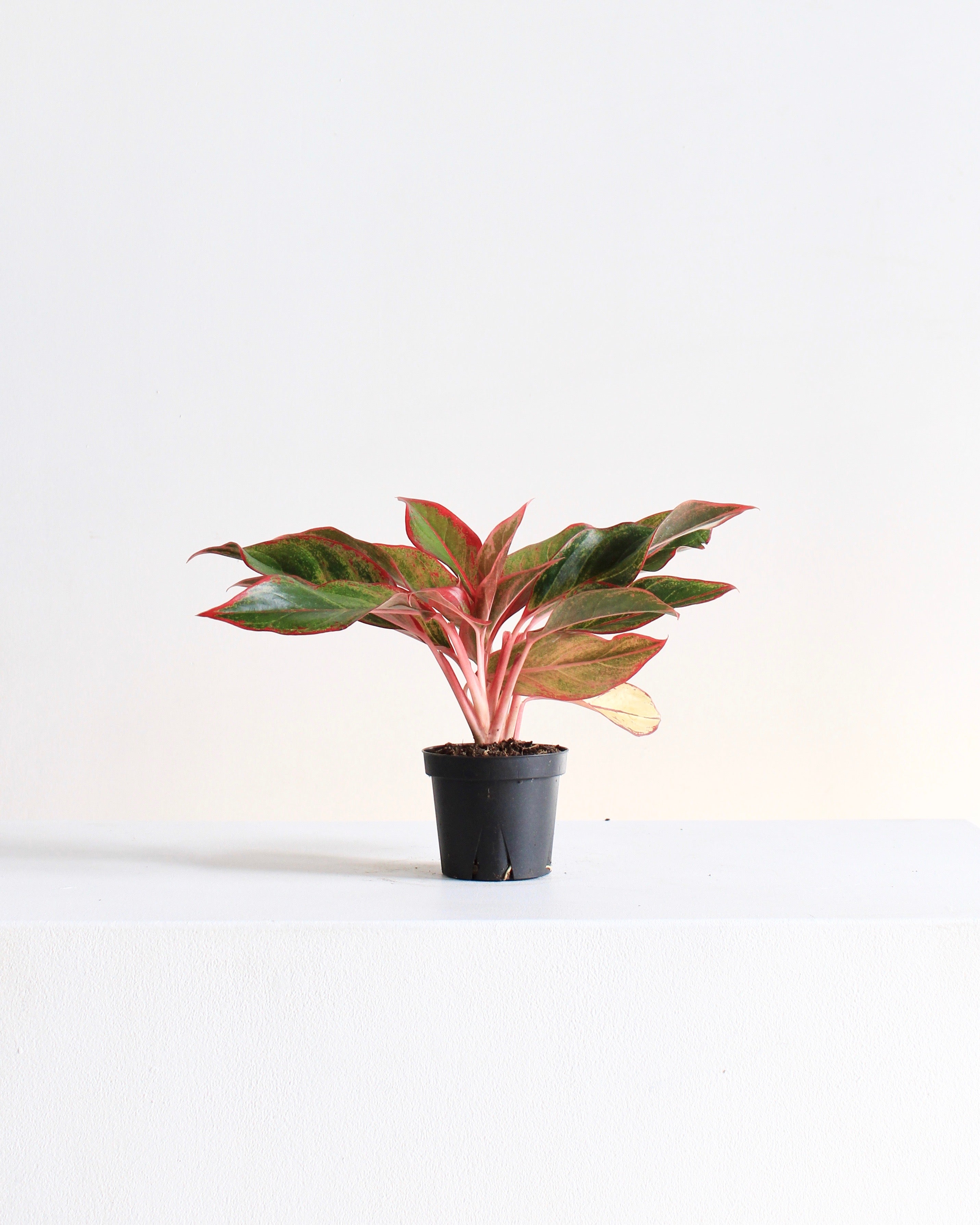 aglaonema sapphire suzanne AGLAONEMA 'RED SIAM' 4" Grower Pot – Dynasty Plants