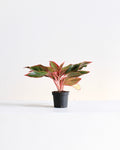 AGLAONEMA 'RED SIAM' 4" Grower Pot