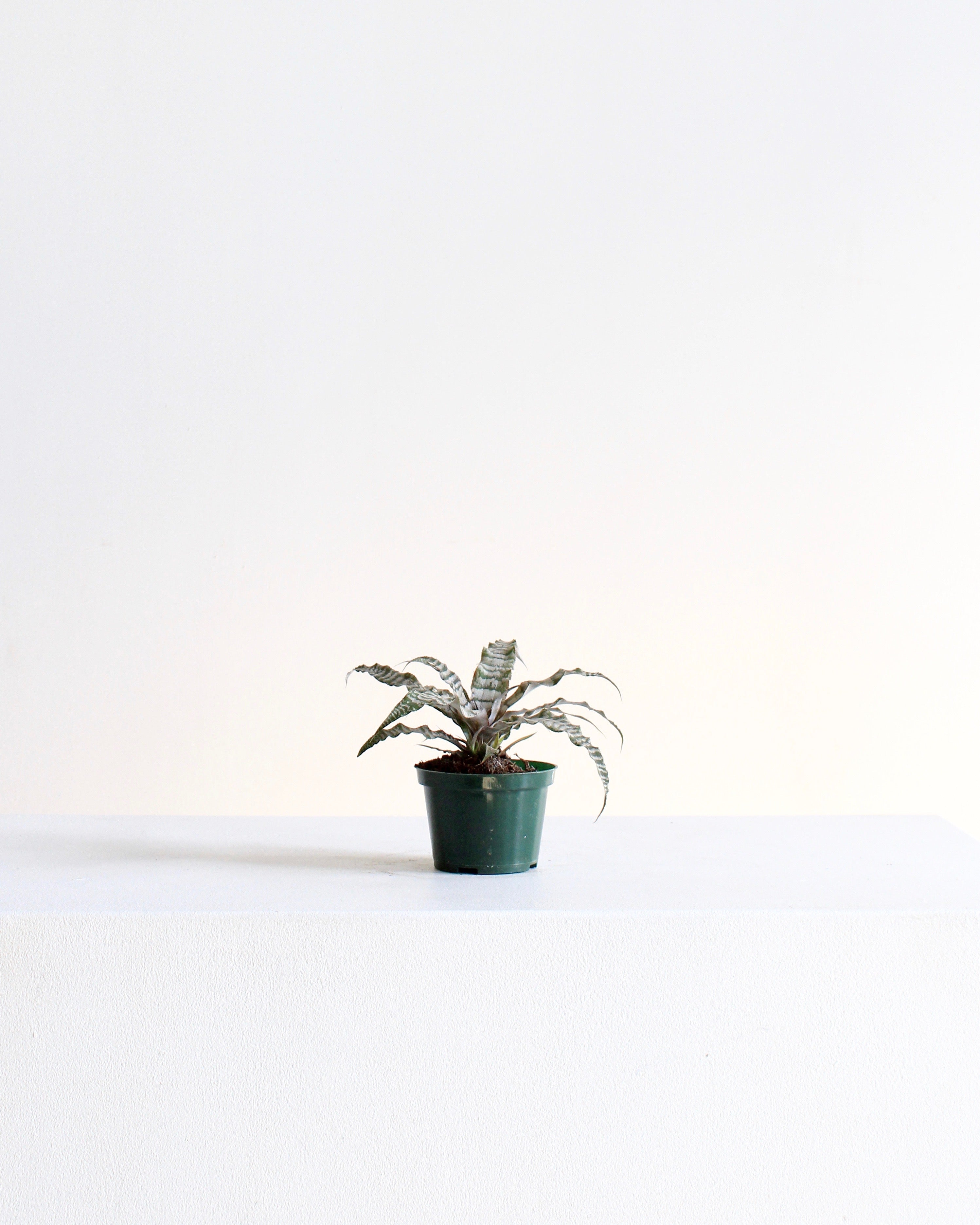 CRYPTANTHUS 'ABSOLUTE ZERO' 4" Grower Pot