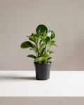 Variegated Baby Rubber Plant: Peperomia obtusifolia 'Lemon Lime' - 4 inch pot