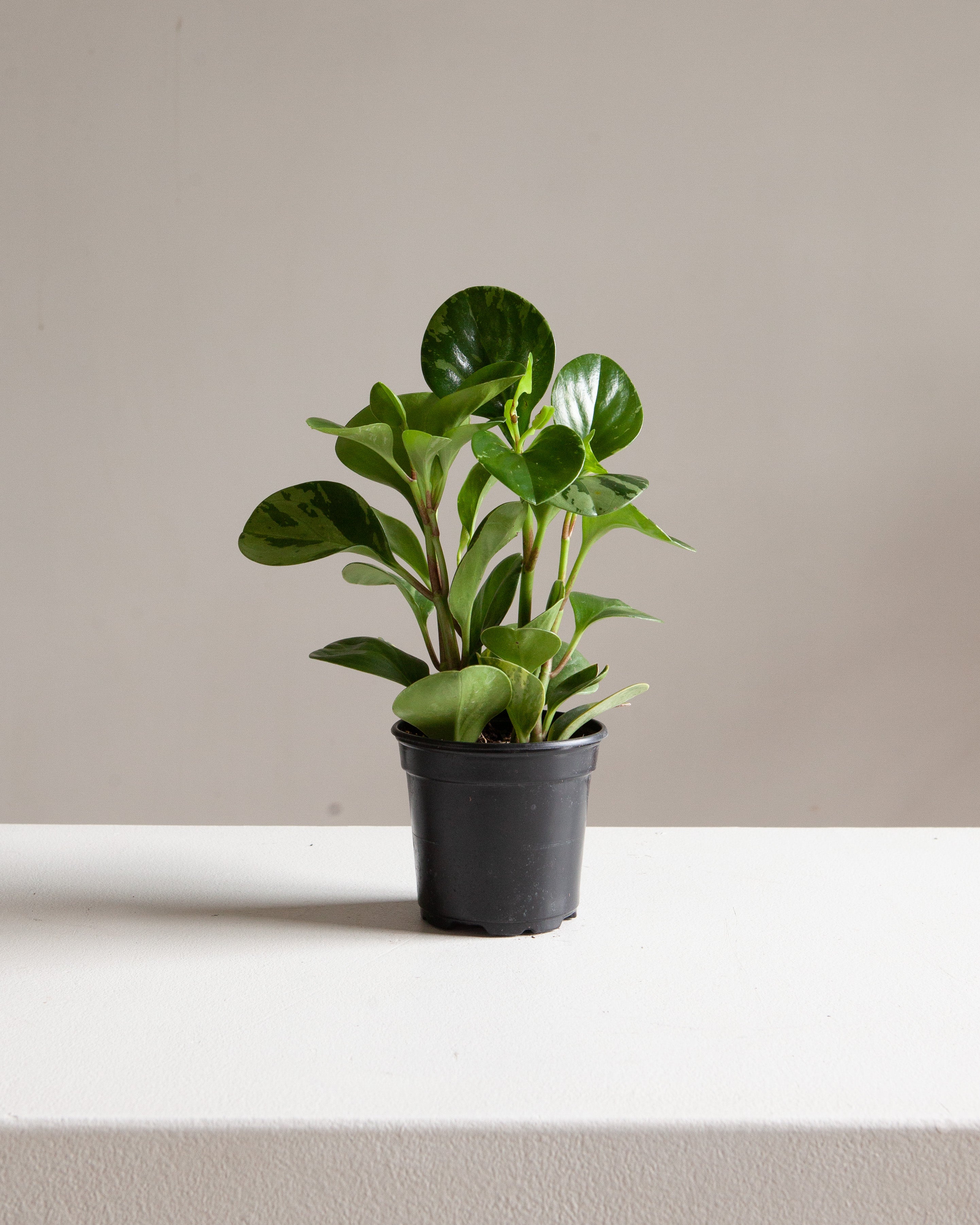 Variegated Baby Rubber Plant: Peperomia obtusifolia 'Lemon Lime' - 4 inch pot