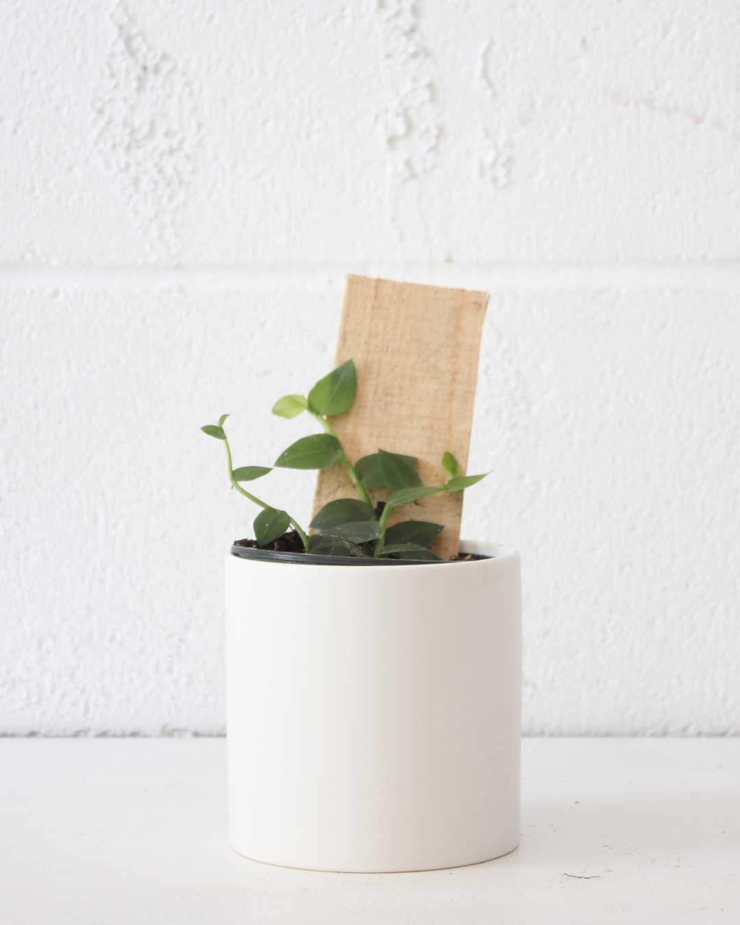 PHILODENDRON RHAPHIDOPHORA HAYI 4" Grower Pot