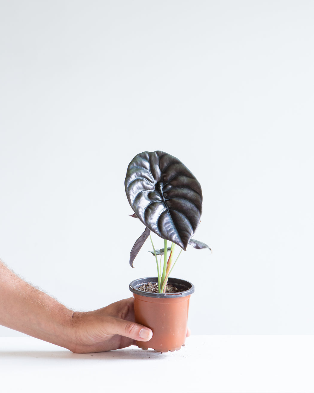 Red Mambo Elephant Ear: Alocasia 'Red Azlanii' - 4 inch pot