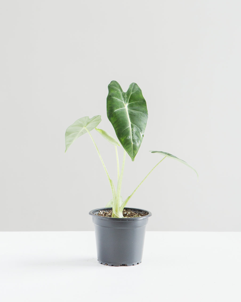 ALOCASIA 'FRYDEK' 3.5" Grower Pot