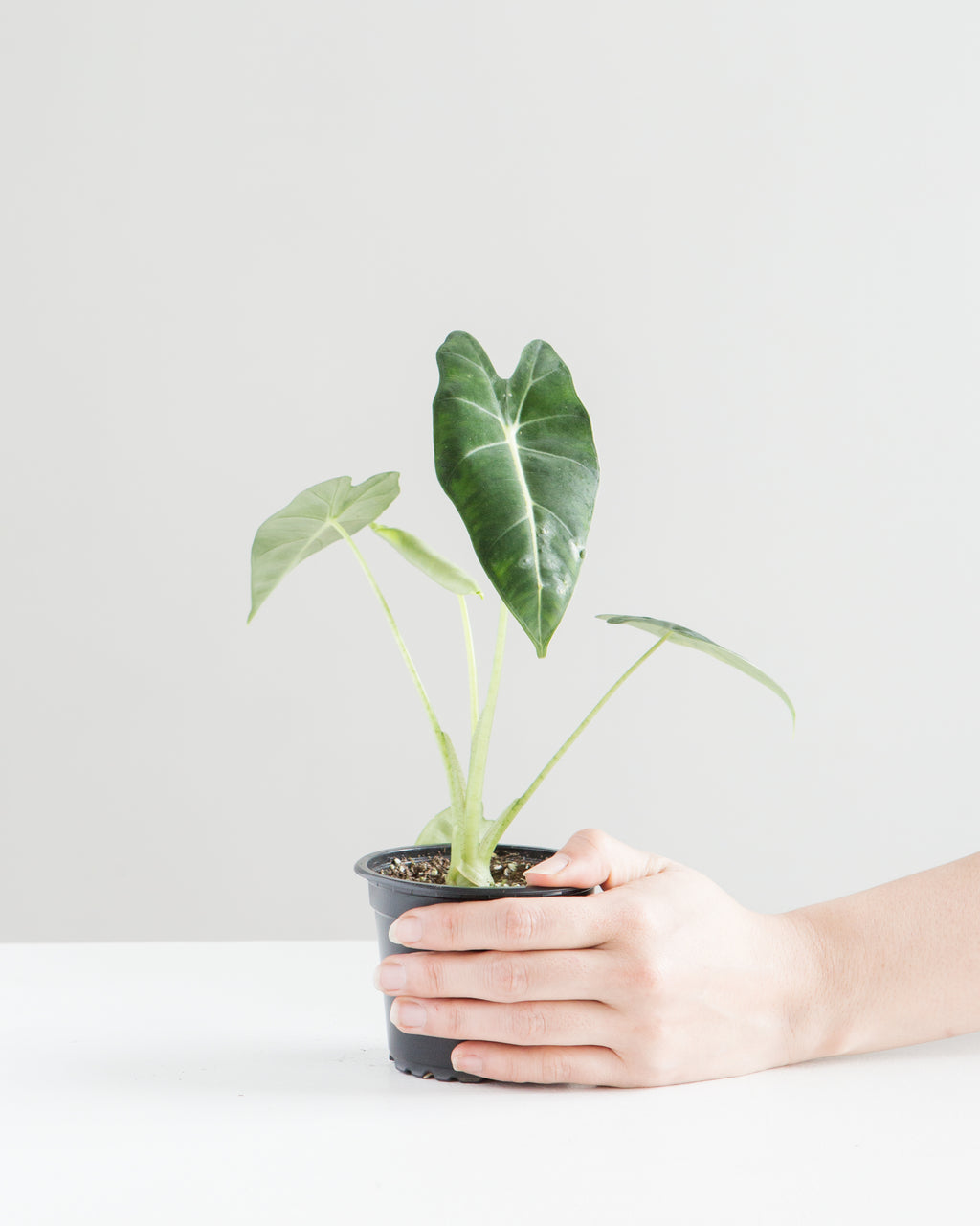 ALOCASIA 'FRYDEK' 3.5" Grower Pot