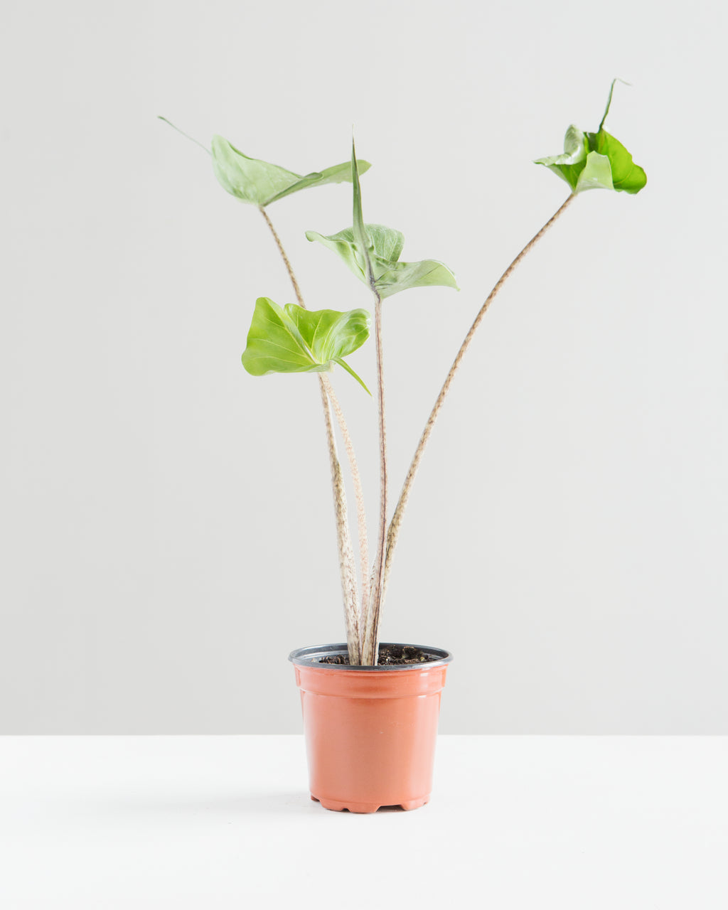 ALOCASIA 'STINGRAY' 4" Grower Pot