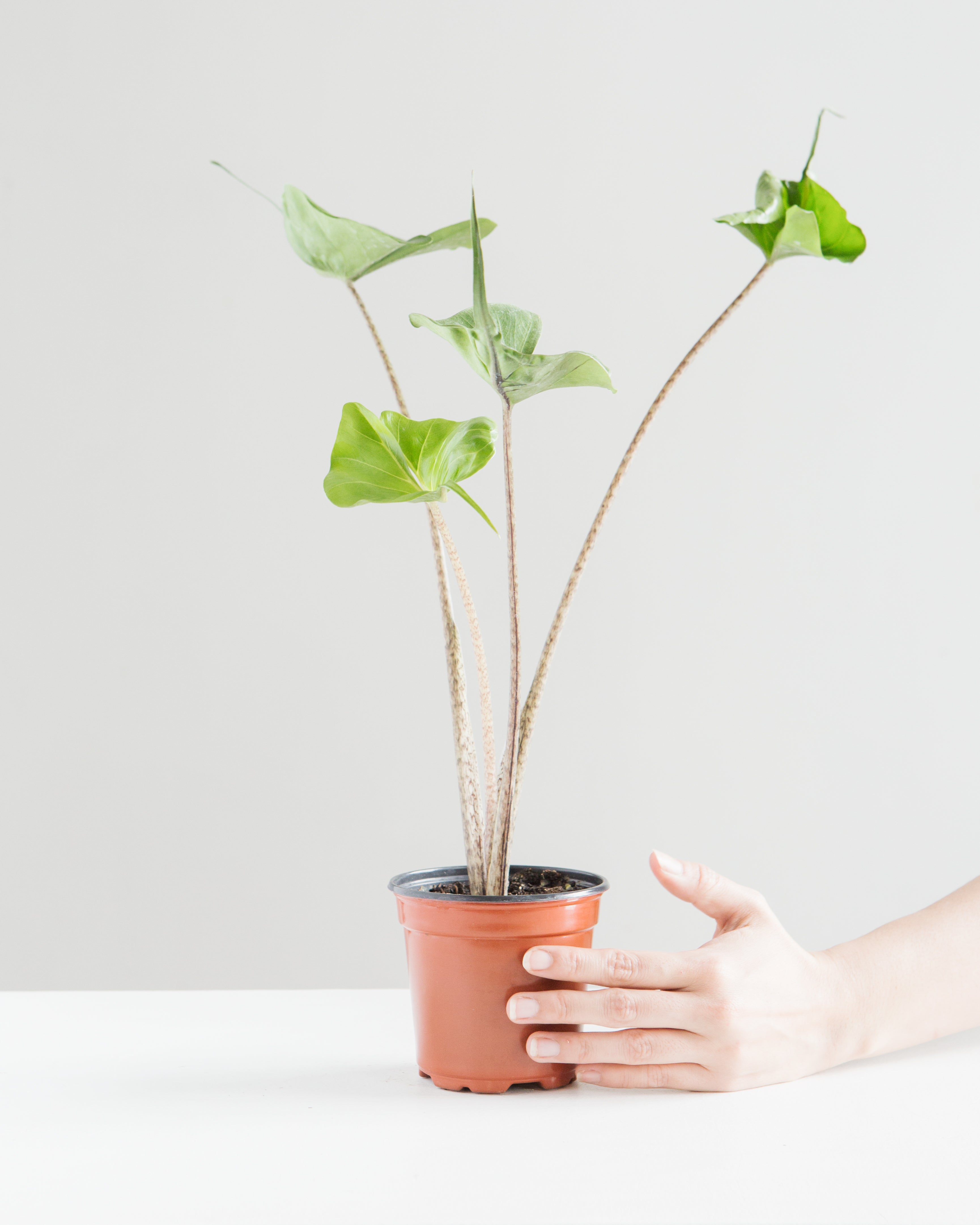 ALOCASIA 'STINGRAY' 4" Grower Pot