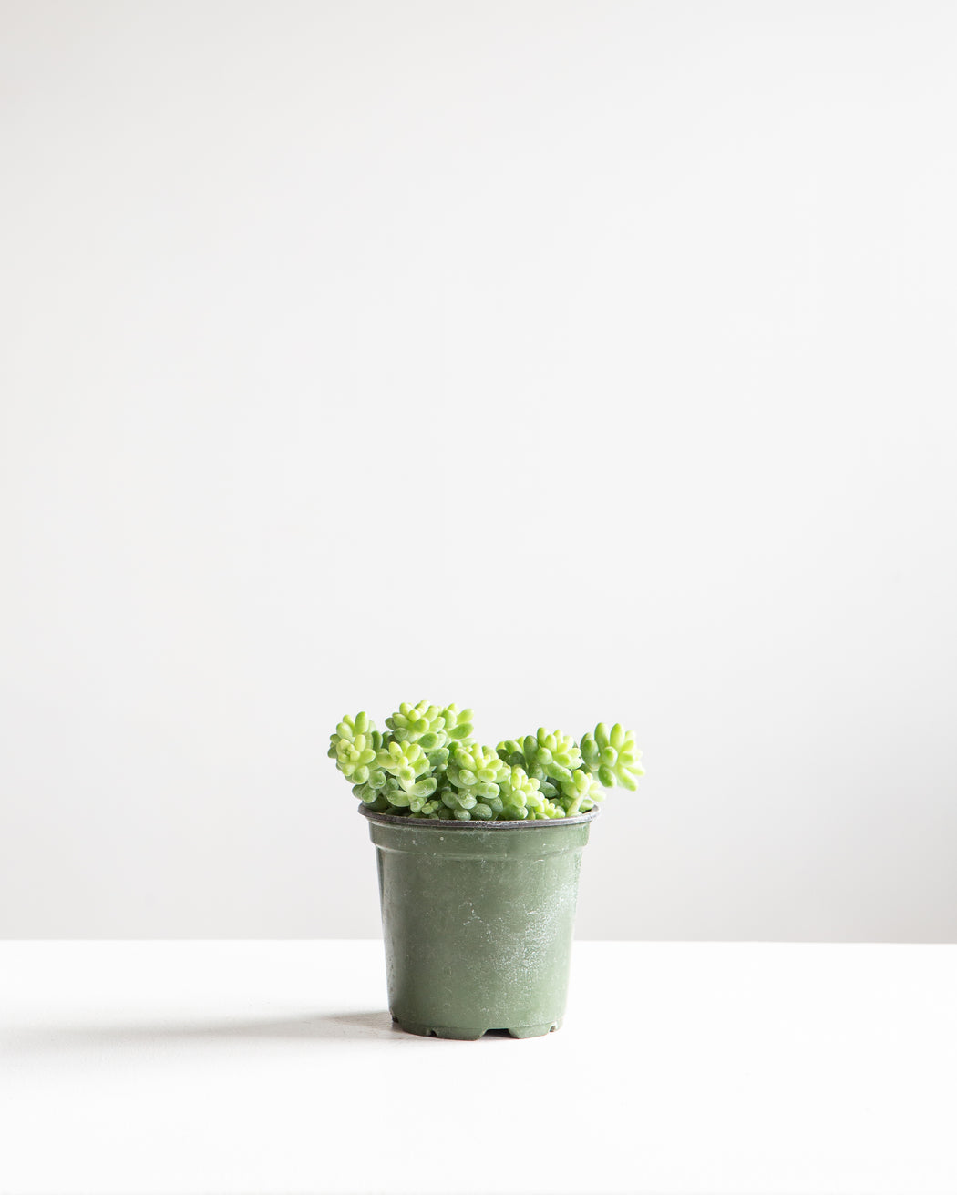 Burro's Tail: Sedum morganianum - 4 inch pot