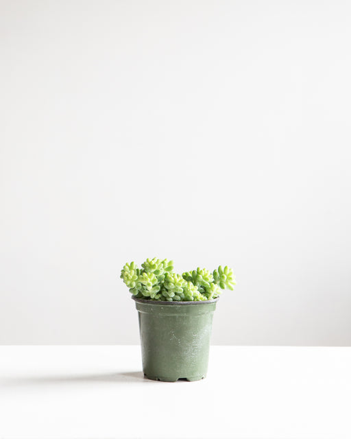 Burro's Tail: Sedum morganianum - 4 inch pot