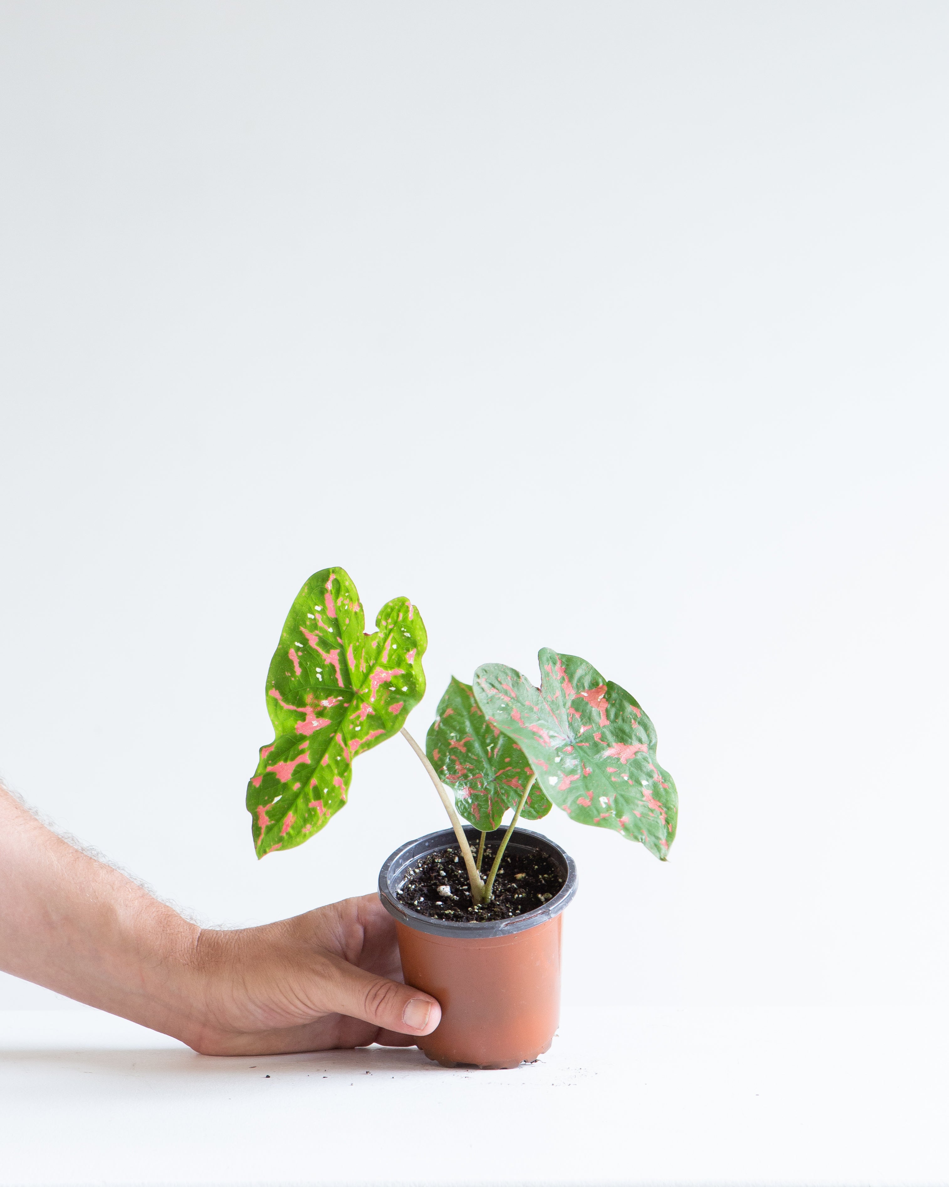 CALADIUM POISON DART FROG 4" Grower Pot