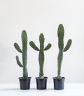 Caribbean Cartoon Tree Cactus: Opuntia consolea falcata - 4 inch pot