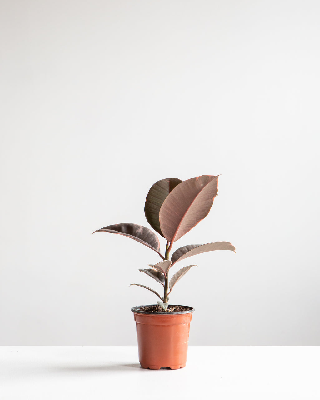 Ruby Rubber Plant: Ficus elastica - 5 inch pot