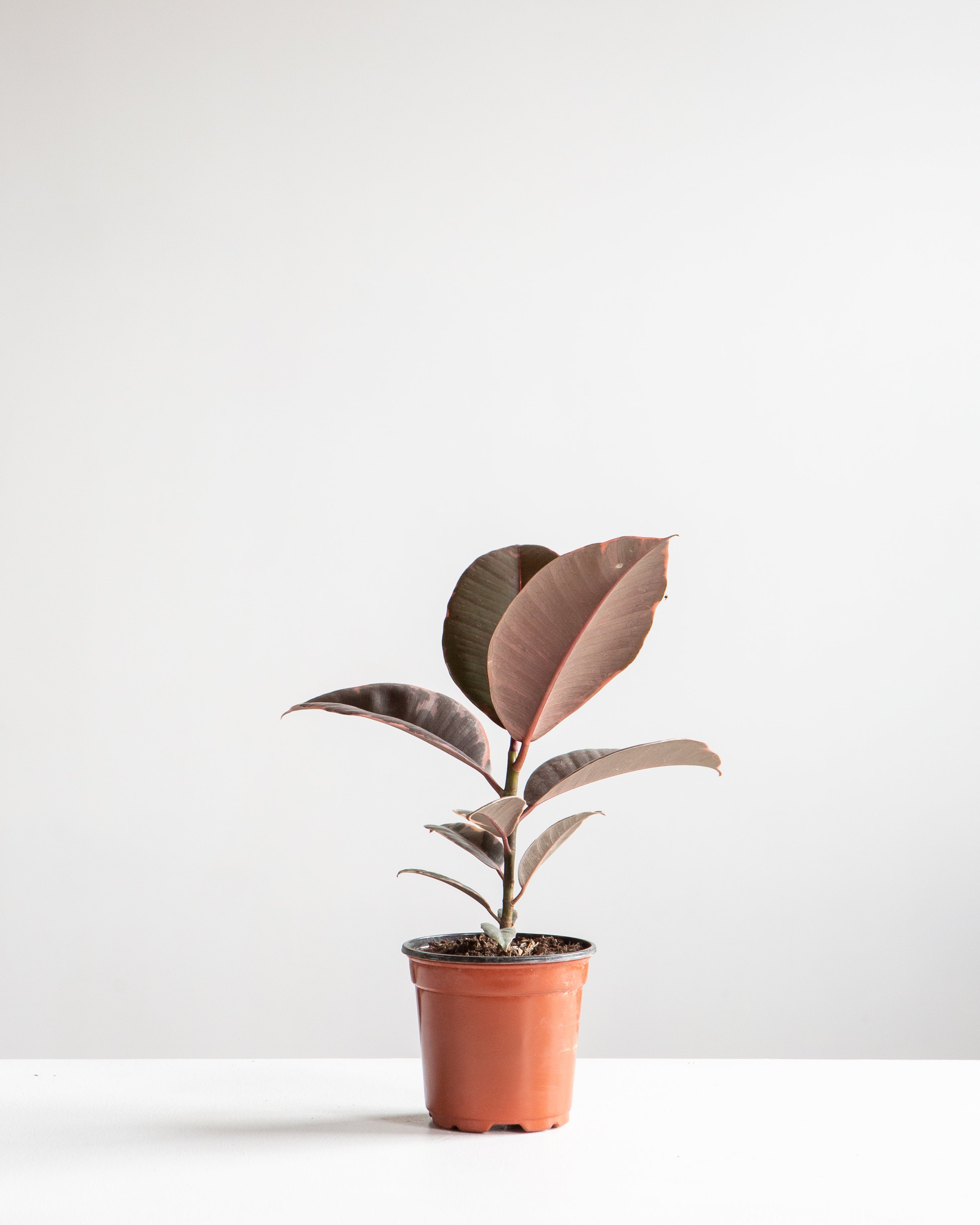 Ruby Rubber Plant: Ficus elastica - 5 inch pot