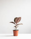 RUBBER PLANT 'RUBY' 5" Grower Pot