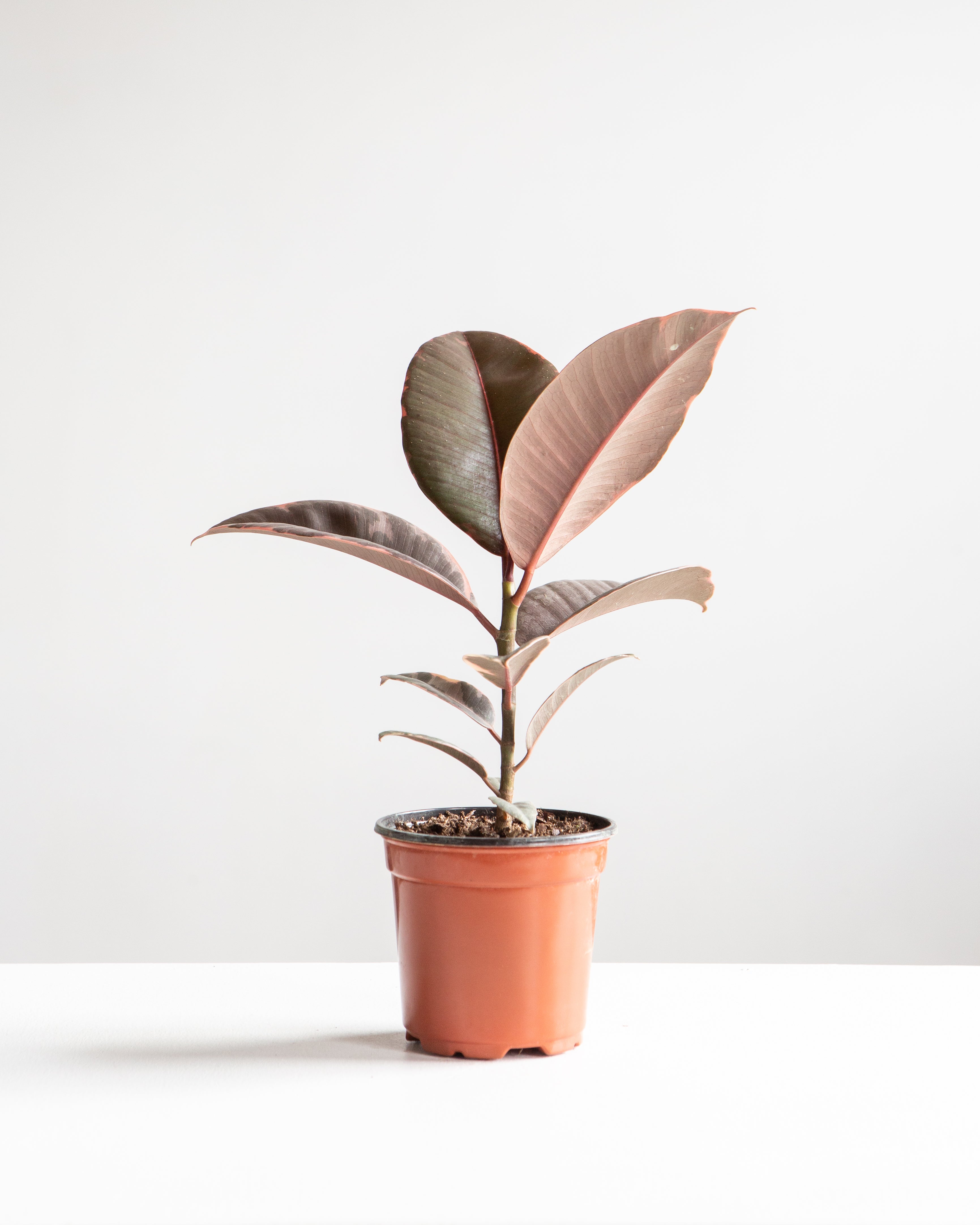 Ruby Rubber Plant: Ficus elastica - 5 inch pot