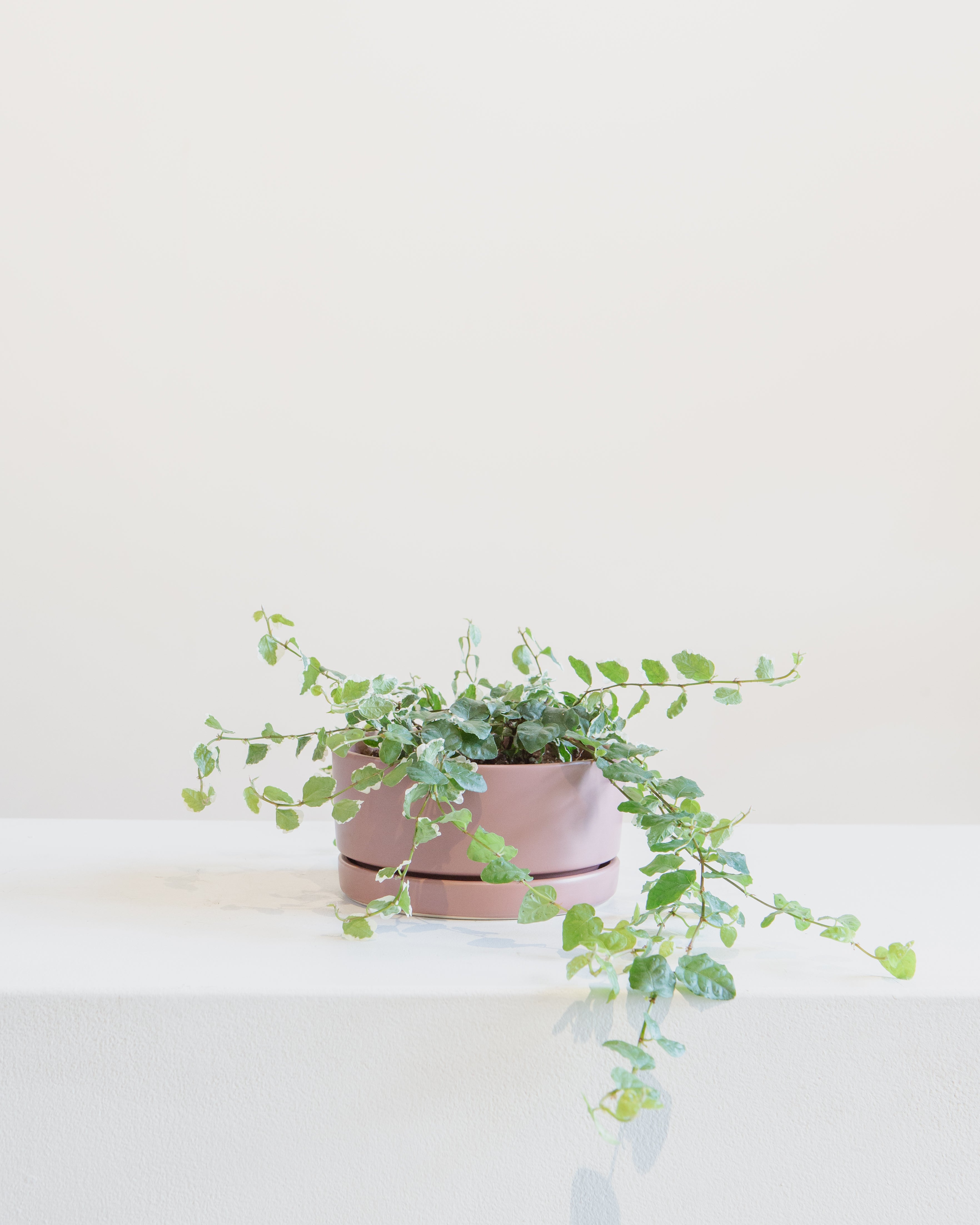 Small 6 Inch MOMMA POTS LOW BOWL - DUSTY ROSE