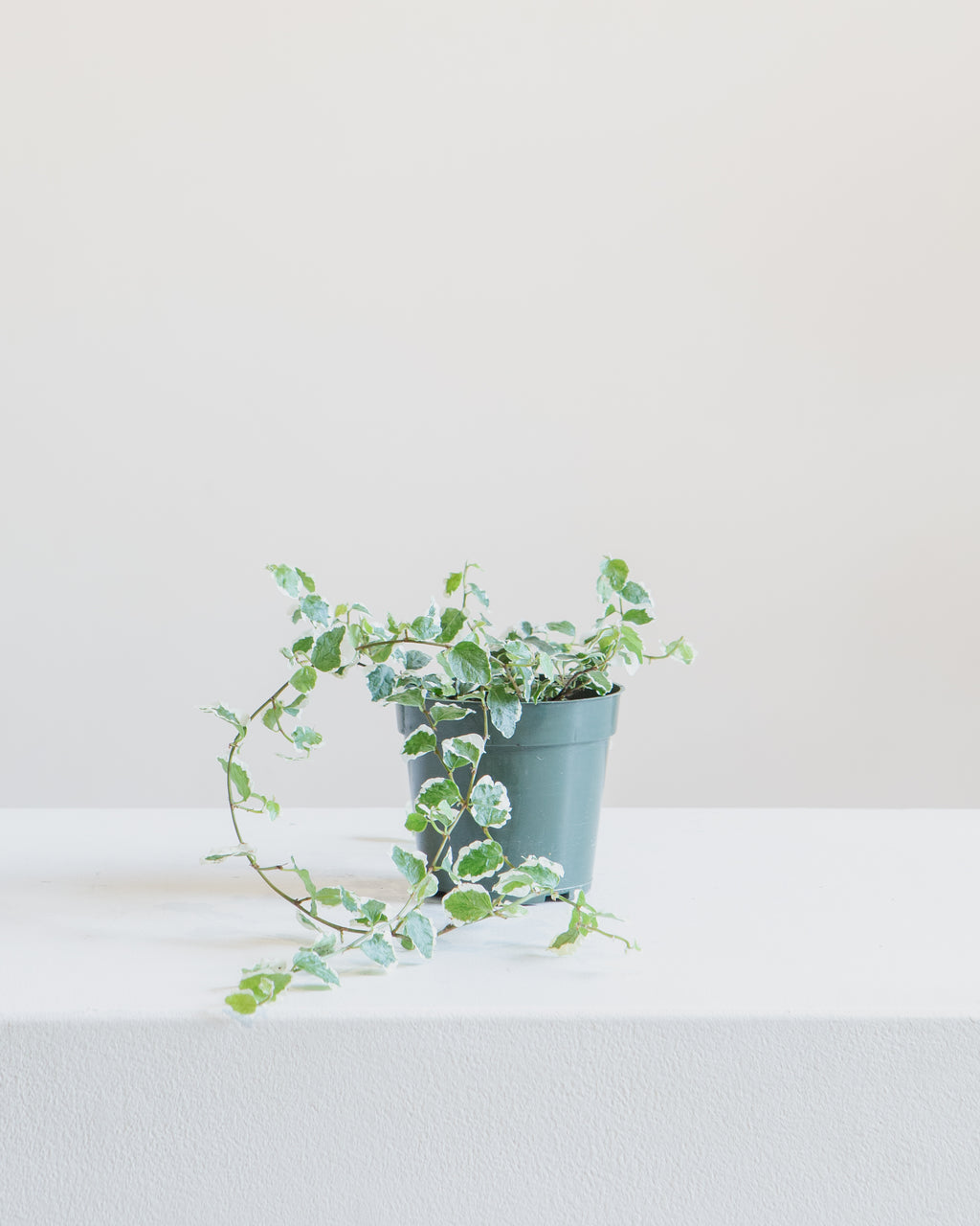 FICUS REPENS PUMILA 4" Grower Pot