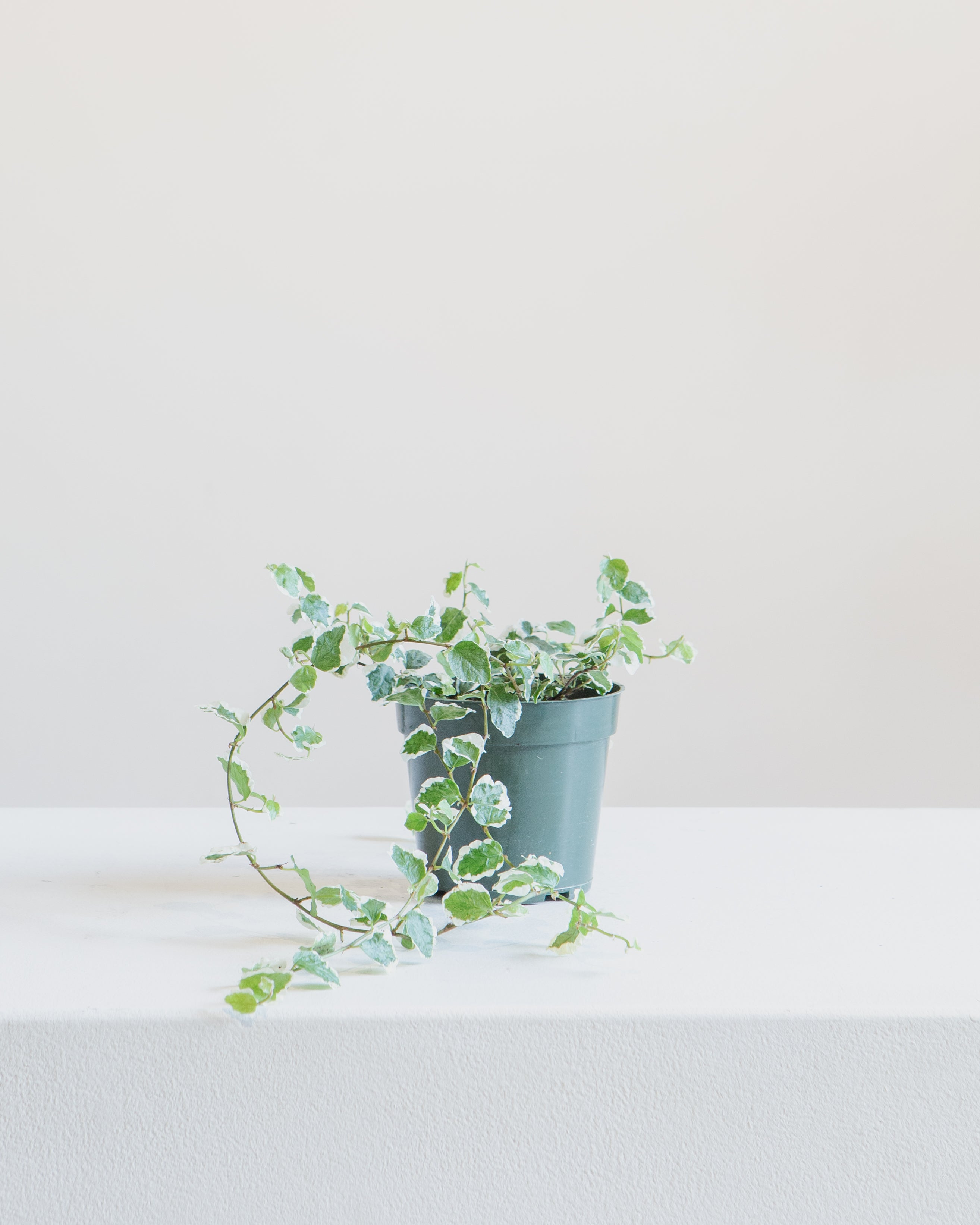 FICUS REPENS PUMILA 4" Grower Pot