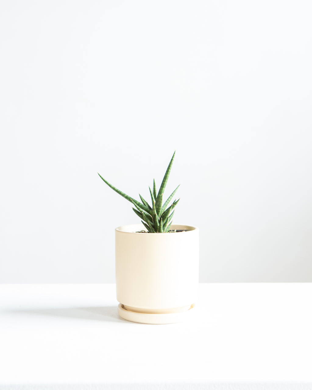 SNAKE PLANT (SANSEVIERIA 'FRANCISII') 4" Grower Pot