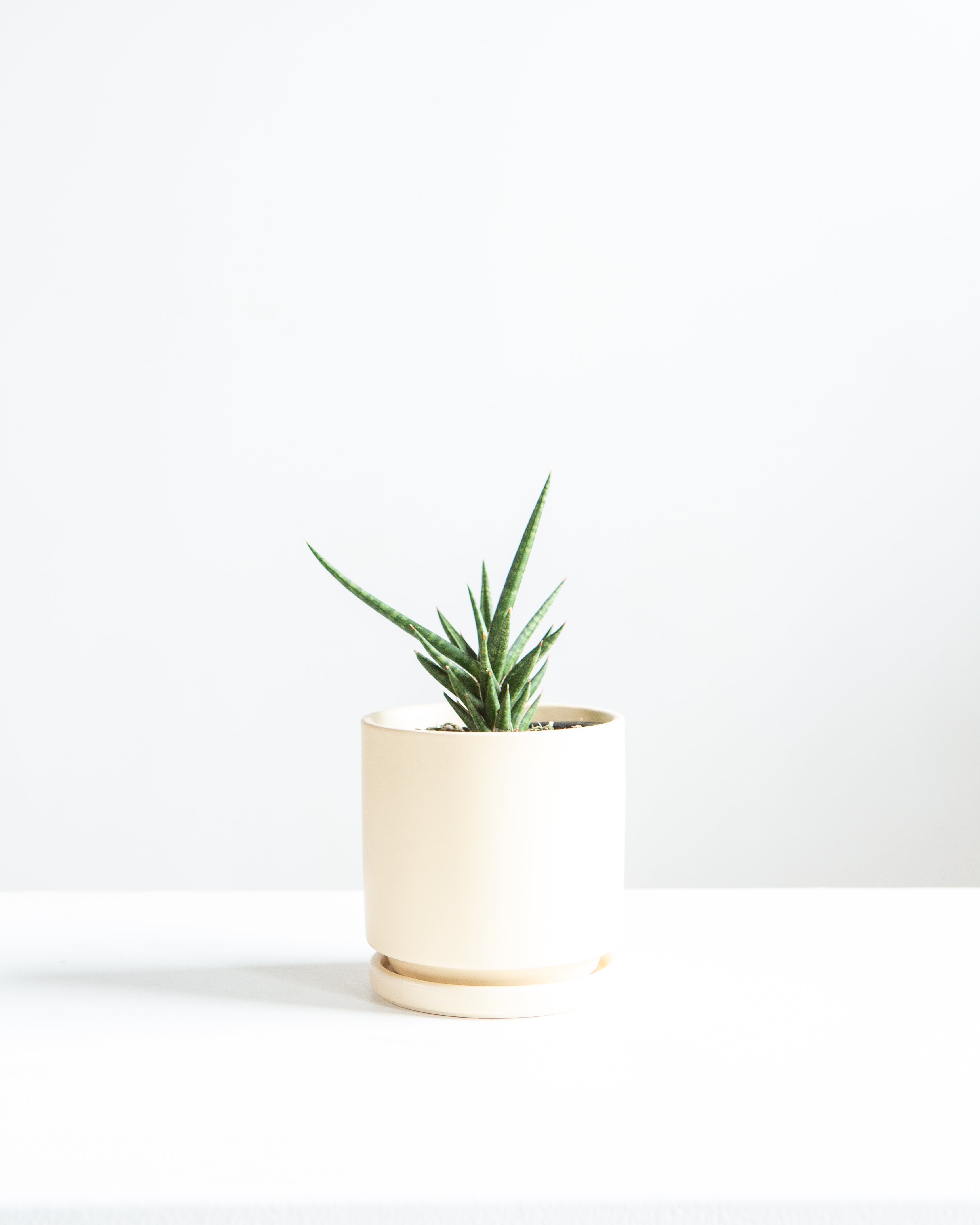 SNAKE PLANT (SANSEVIERIA 'FRANCISII') 4" Grower Pot