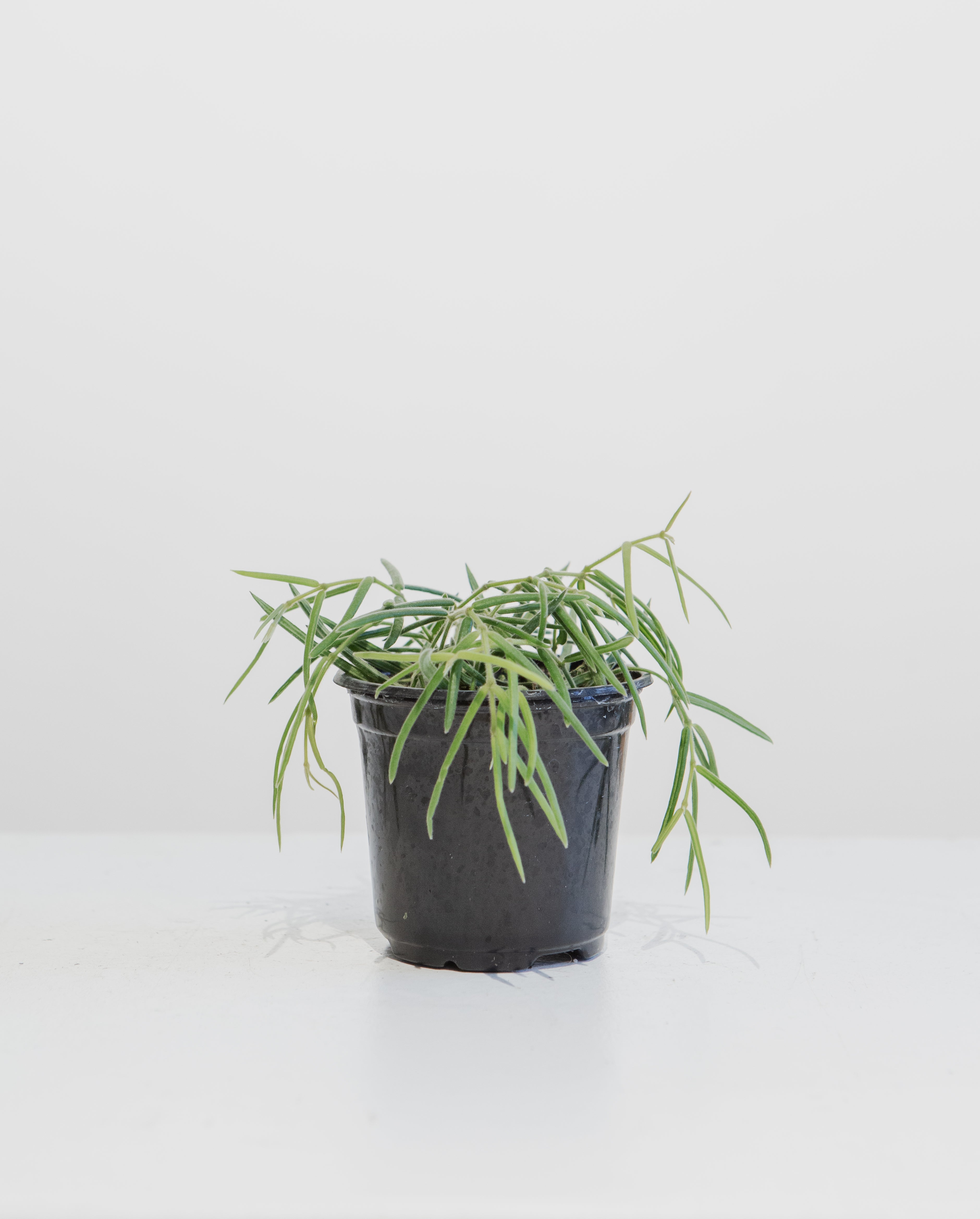 4" HOYA LINEARIS