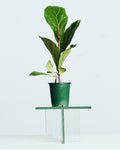 FIDDLE-LEAF FIG (FICUS LYRATA COMPACTA) 4" Grower Pot