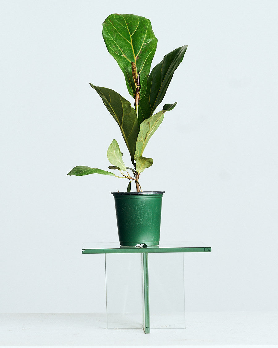 compacta fiddle leaf fig FIDDLE-LEAF FIG (FICUS LYRATA COMPACTA) 4" Grower Pot – Dynasty Plants