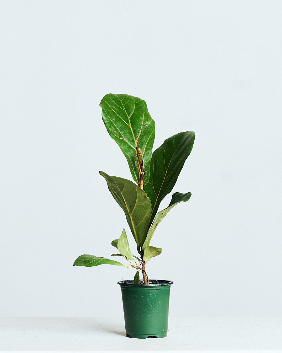 FIDDLE-LEAF FIG (FICUS LYRATA COMPACTA) 4" Grower Pot