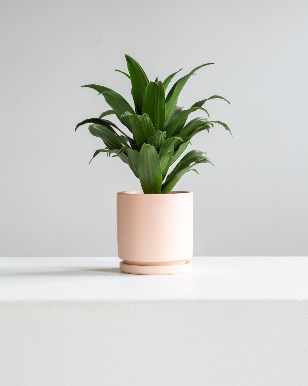 Small 4 Inch MOMMA POTS CYLINDER - BLUSH