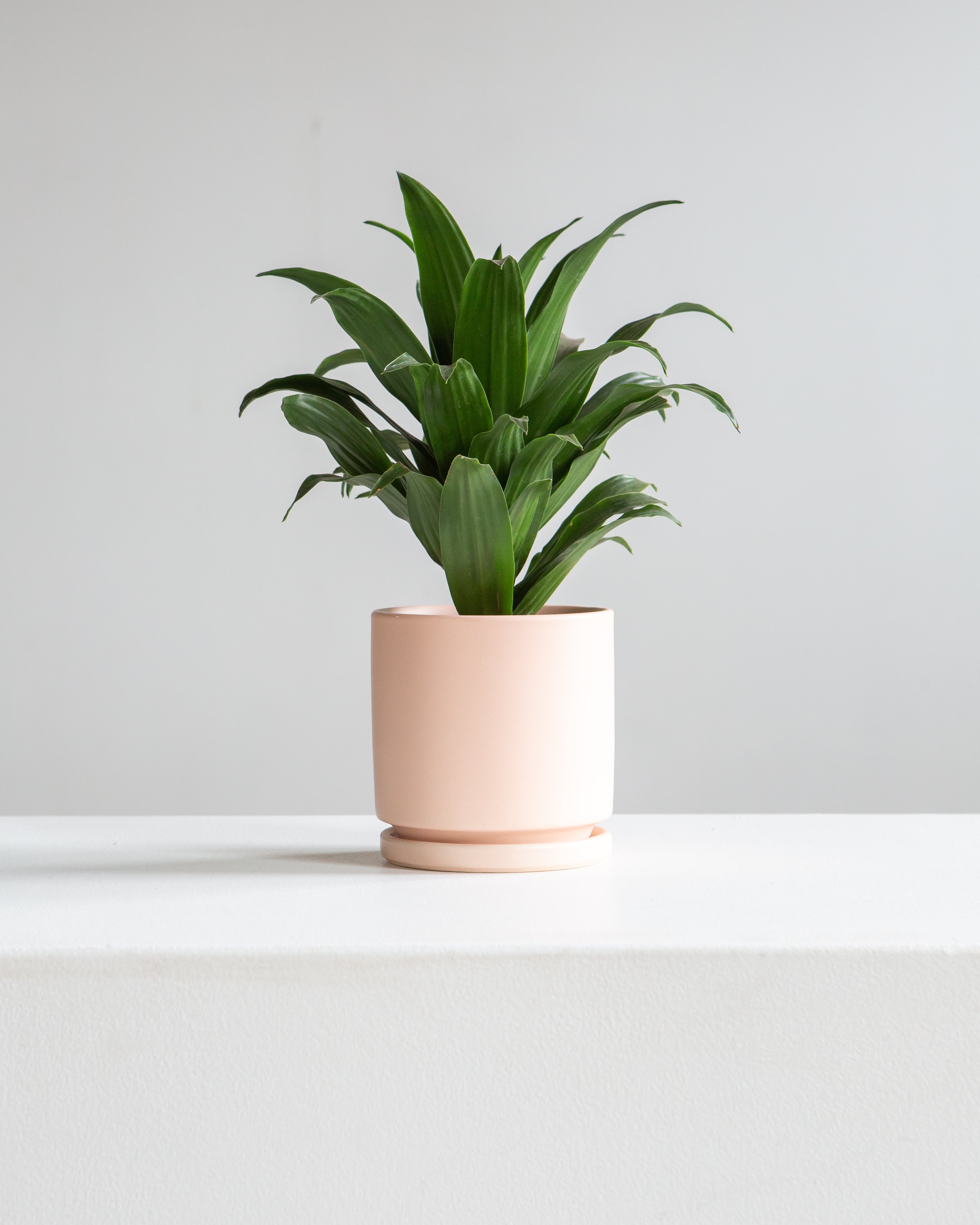 Small 4 Inch MOMMA POTS CYLINDER - BLUSH