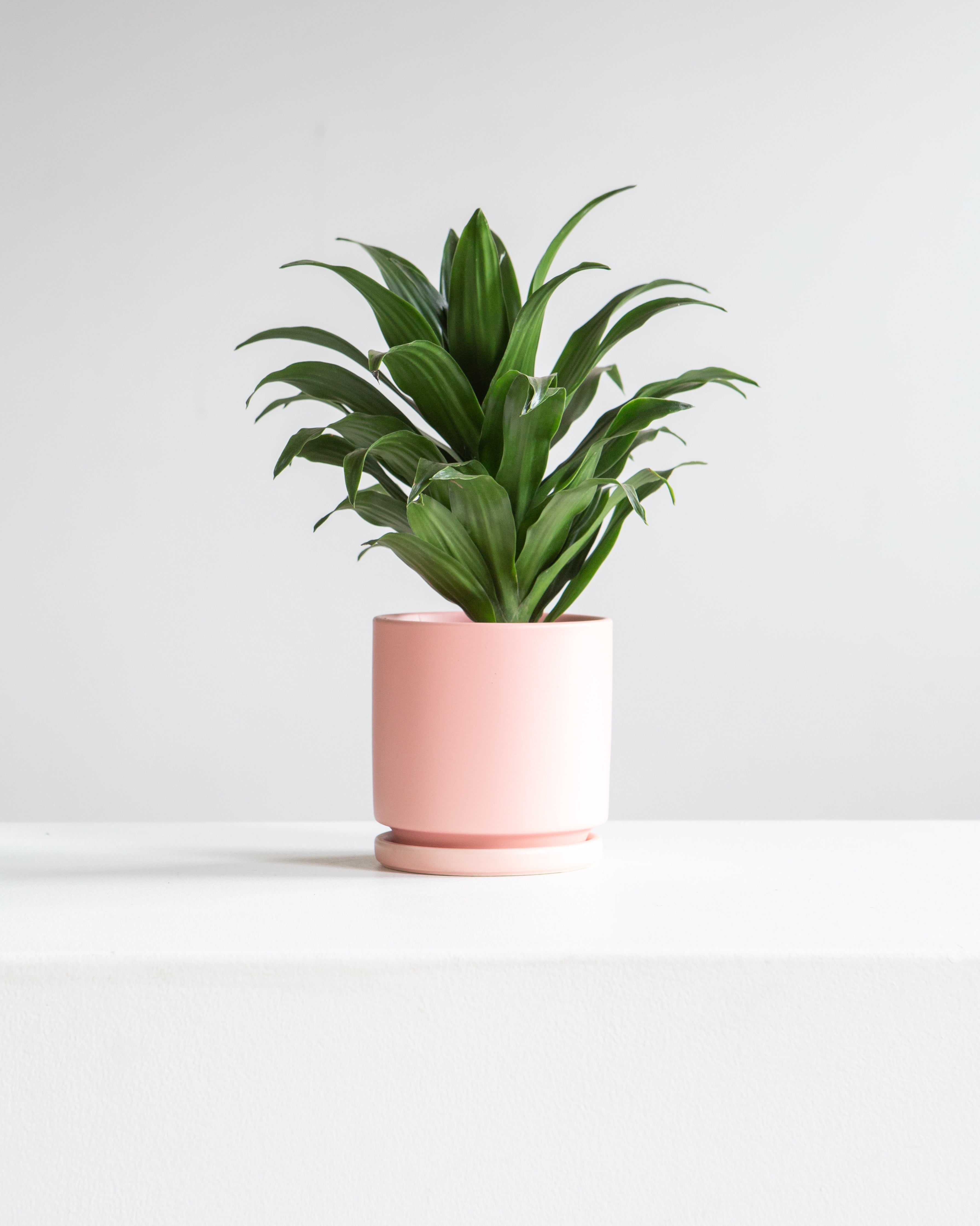 Small 4 Inch MOMMA POTS CYLINDER - BUBBLEGUM