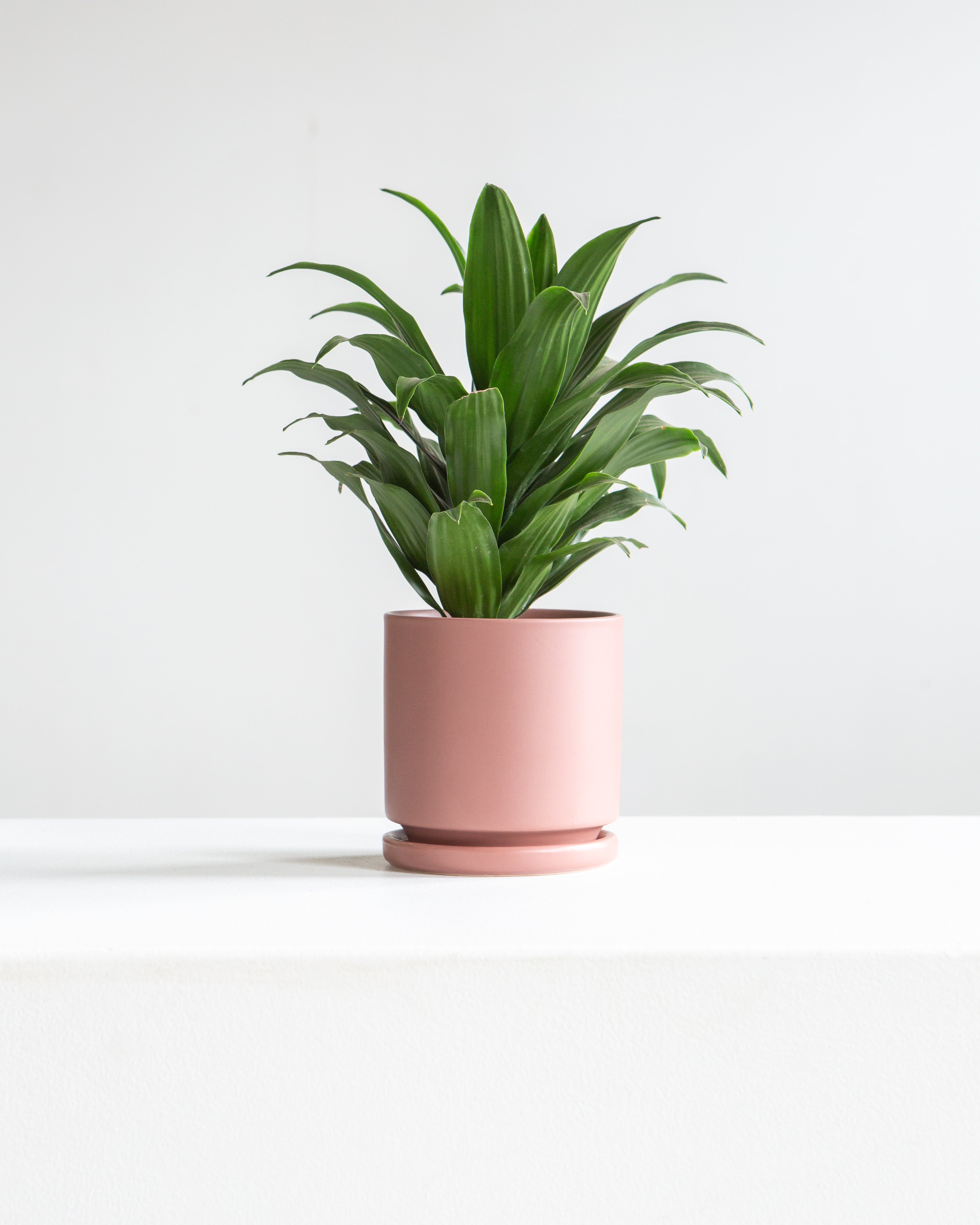 Small 4 Inch MOMMA POTS CYLINDER - DUSTY ROSE