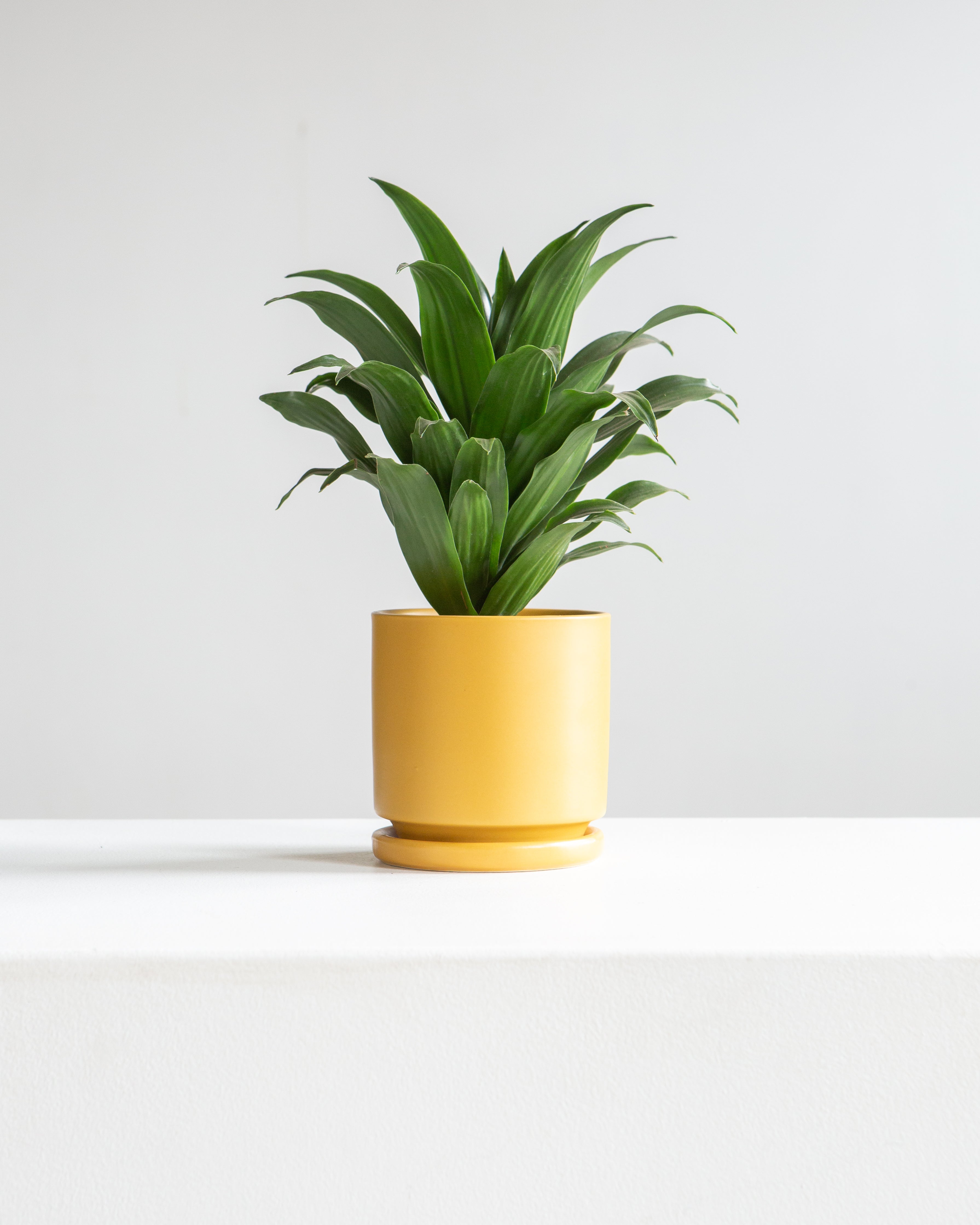Small 4 Inch MOMMA POTS CYLINDER - MUSTARD