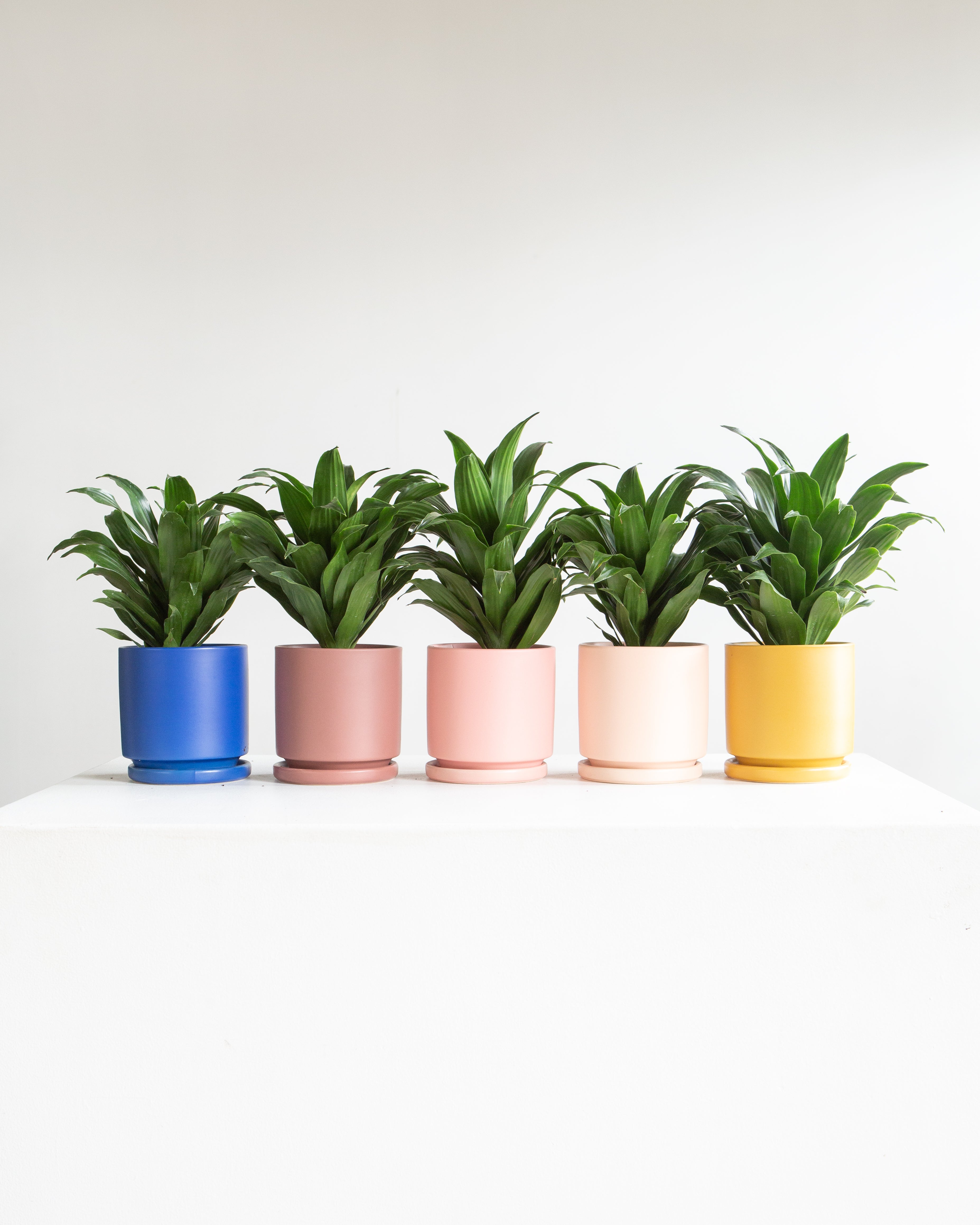 Small 4 Inch MOMMA POTS CYLINDER - INK BLUE