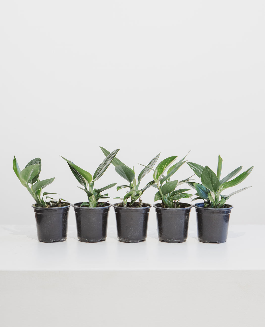 Philodendron Cobra: Monstera standleyana - 4 inch pot