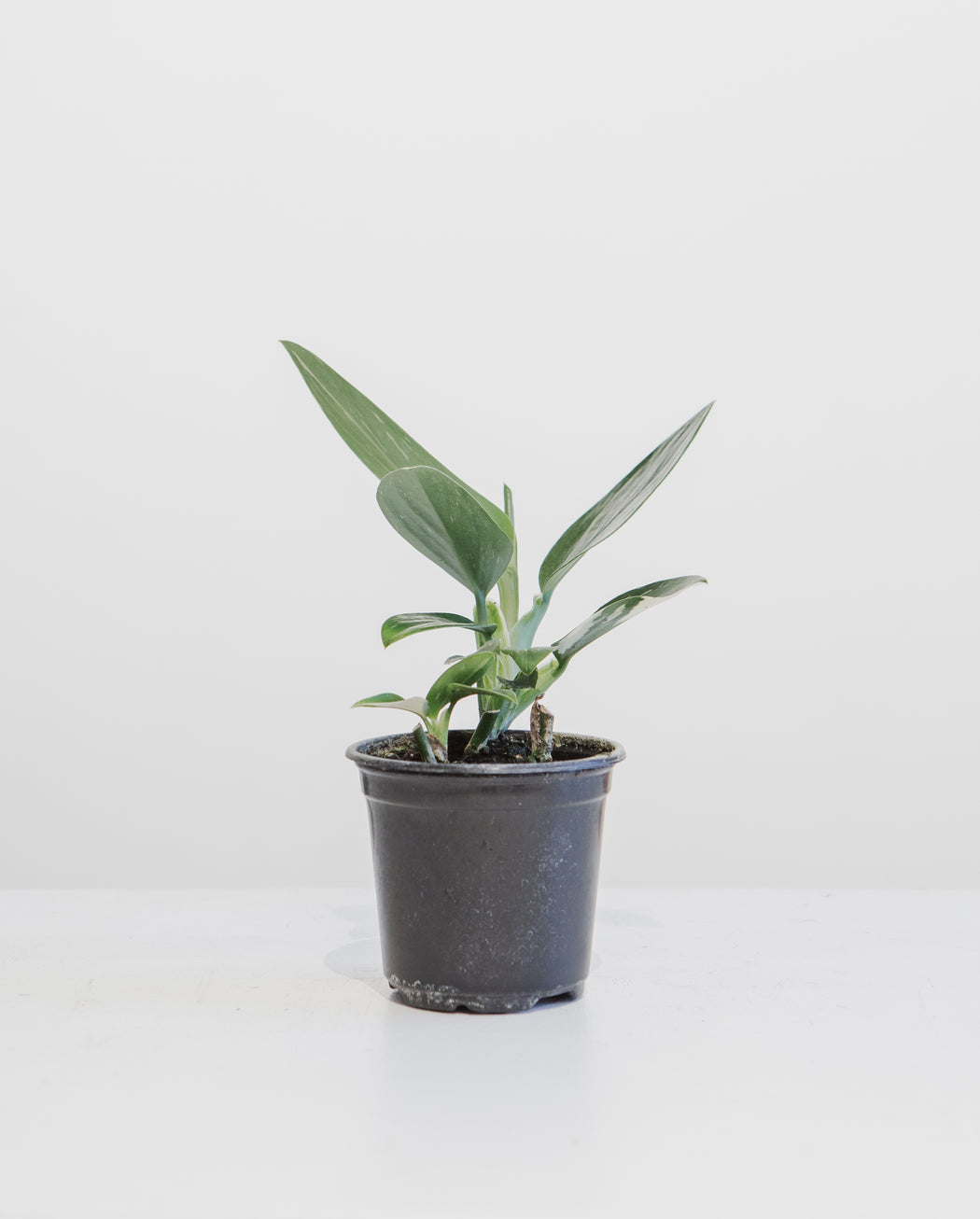 Philodendron Cobra: Monstera standleyana - 4 inch pot